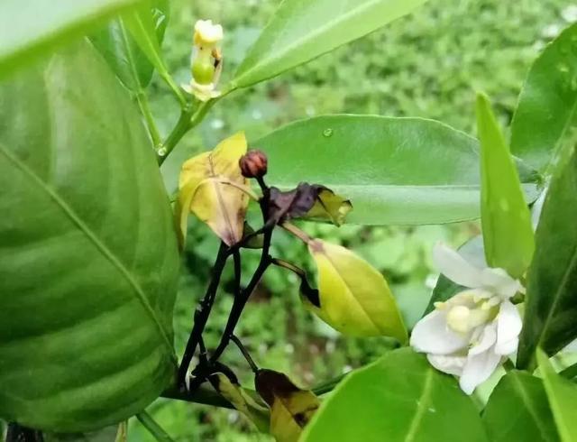 「花期病害手册」打药需时机对！哪些病花前防？哪些保果期防7