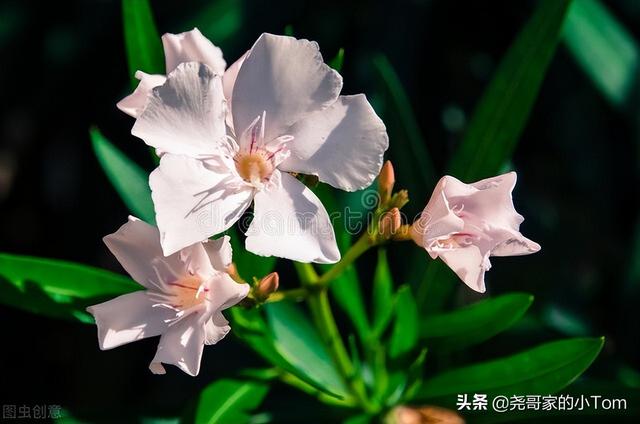 散文：断舍离是真正的快乐还是自欺欺人