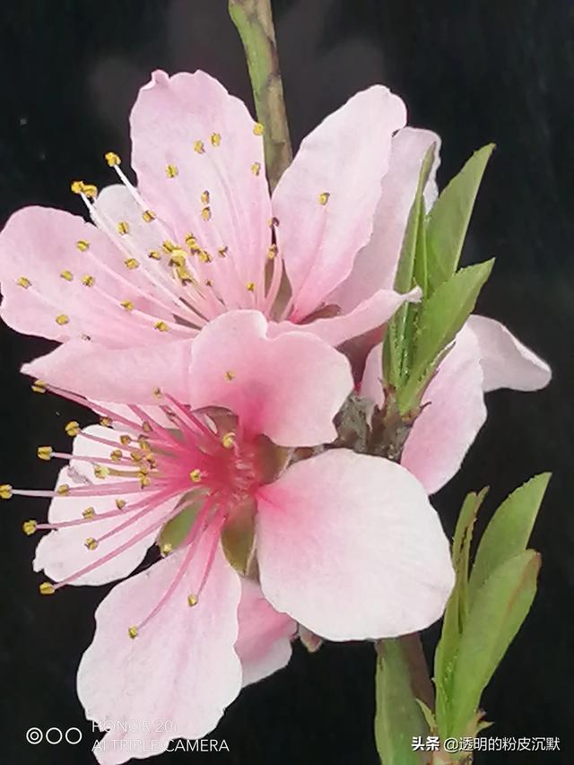 [云中君消息自动回复]，微信中手机联系人找不到