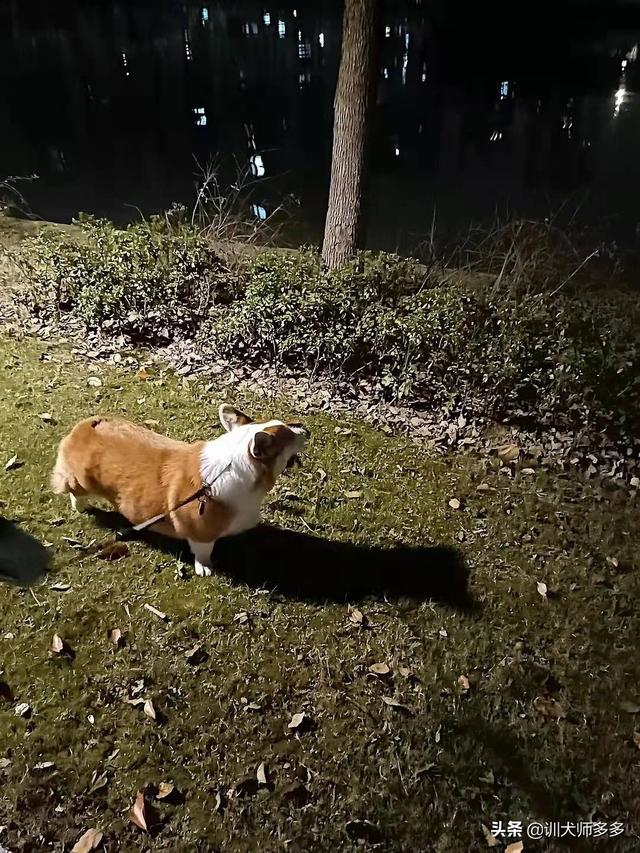 狗狗训练视频教程