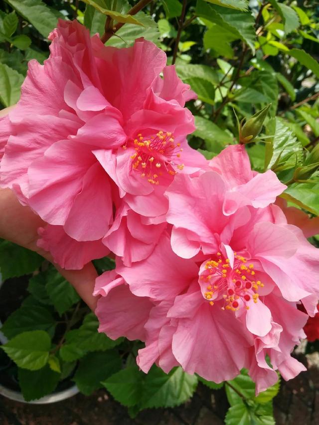 分享图片，与鲜花相伴，过美好人生