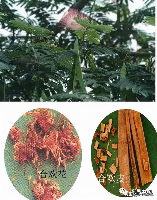 合欢，失眠的克星