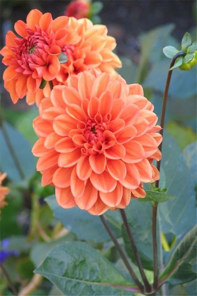 美丽的鲜花，姹紫嫣红，芬芳扑鼻，令人心情愉悦