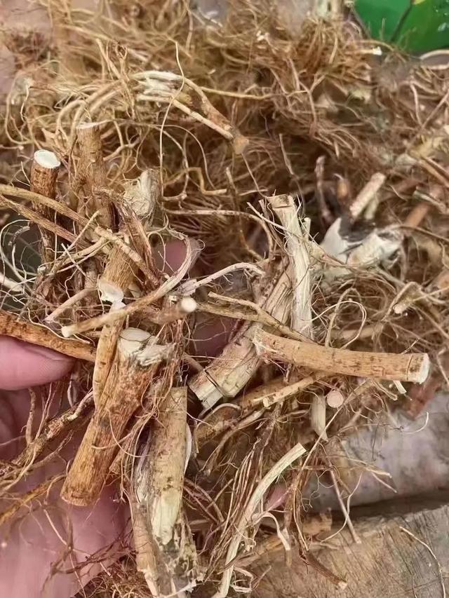 舌苔白厚腻