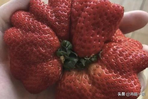 多倍体草莓的原理是什么（多倍体草莓对身体有害吗）