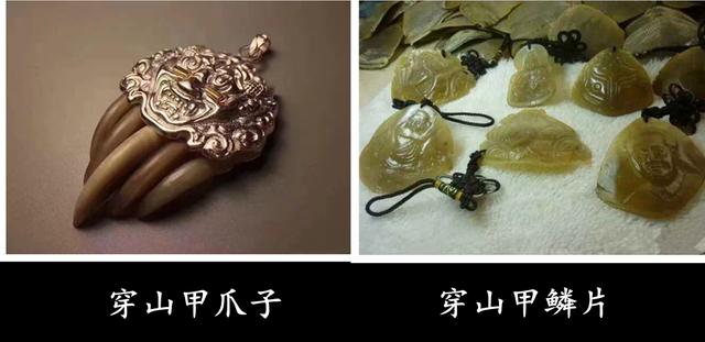 穿山甲鳞片佩戴忌讳(动物骨头类的文玩有哪些)