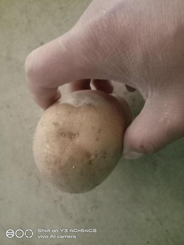 我在厂里种菜