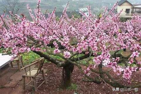 清明上坟扫墓，不栽一树，不带两种水果，禁忌做5件事，保佑平安