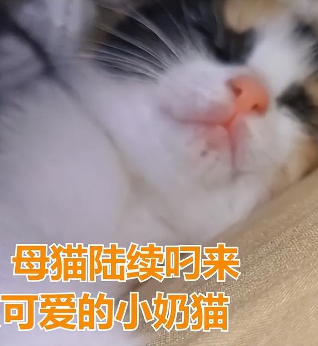 猫救小主人 猫救小主人（猫救小孩视频） 动物