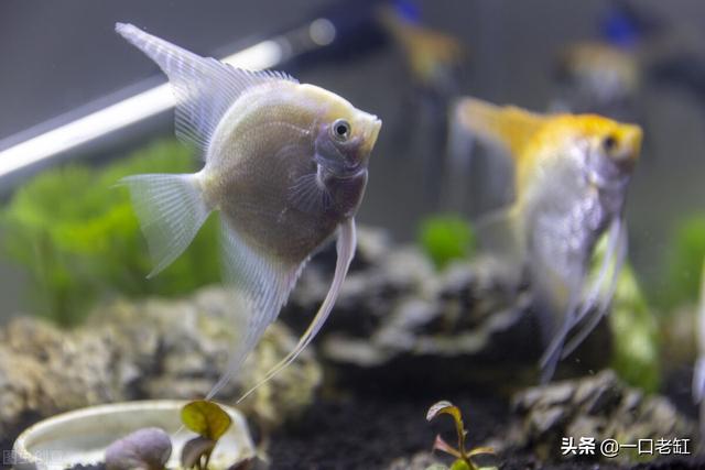 给鱼用的过滤机的简单介绍