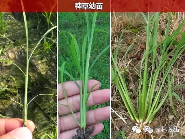 春季草坪杂草化学防除技术26