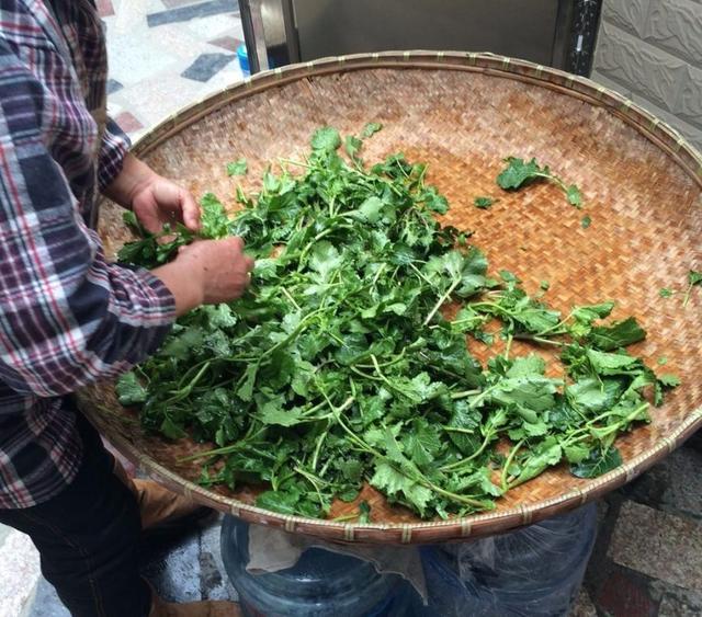 郑州野菜采摘地图出炉！香椿、荠荠菜...挖野菜全攻略，还不赶紧收藏