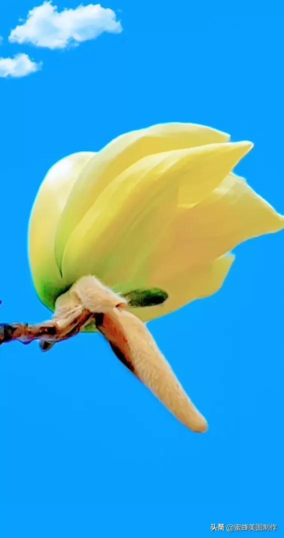 一花一世界，姹紫嫣红，婀娜多姿，带来了美好的心情