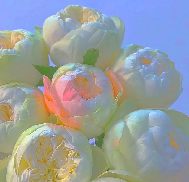 花是蓬勃的期许，是生命的礼遇，是春天的信使