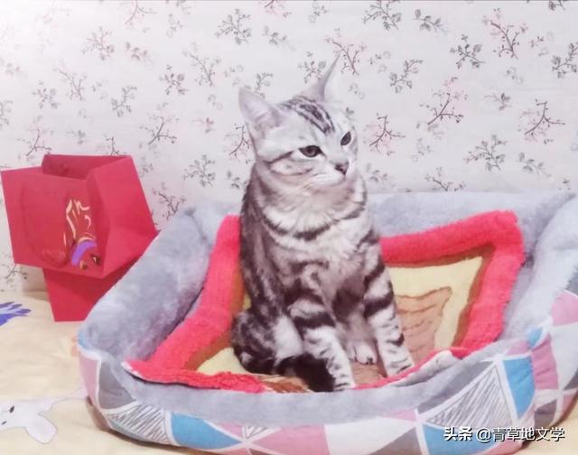 青草地文学：宠猫诗三首（组诗）