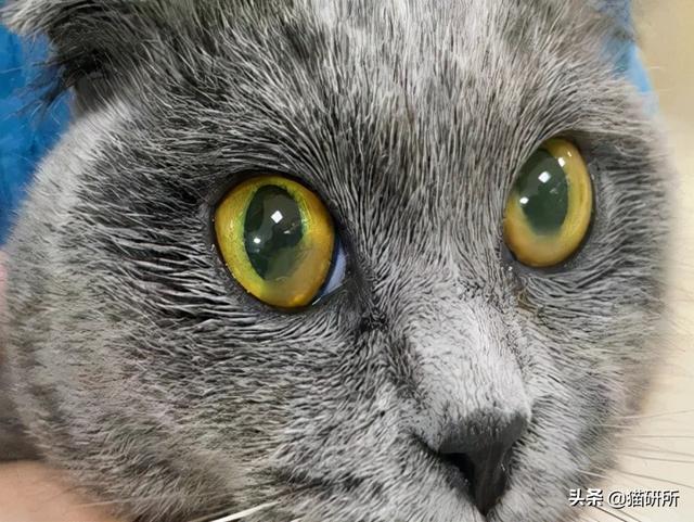 猫咪眼睛流泪睁不开是什么原因(猫眼角肿了个小包外眼角)