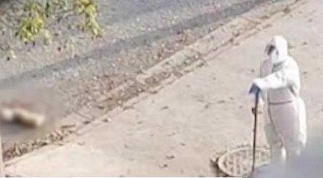 上海一柯基犬被打死，隔离人员的宠物如何处理？卫健委专家这样说