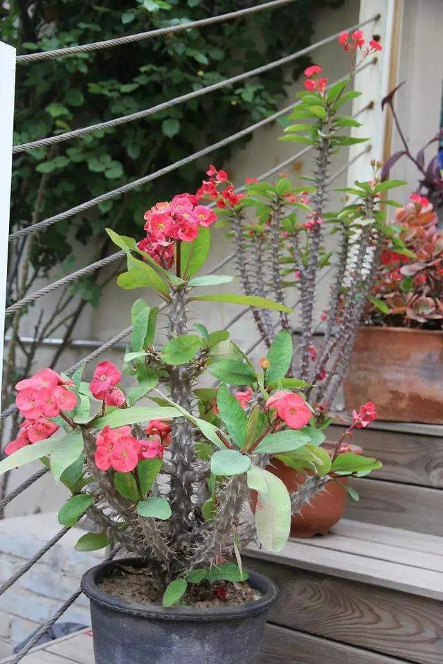 有毒的花
