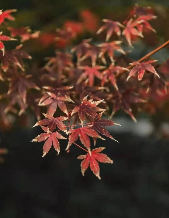 普陀山风景美不美（让普陀山的风景温暖你）(12)