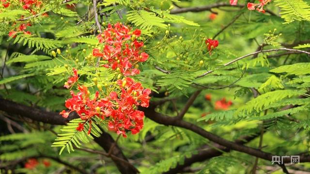 「高清图集」立夏丨遇见最美广州 莫负时光与梦想