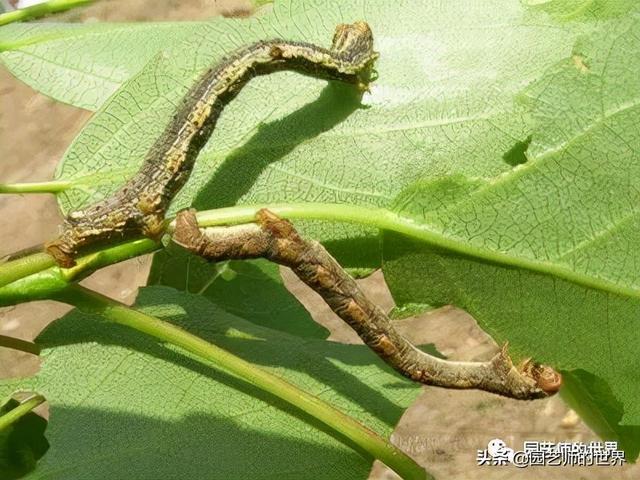 园林植保：常见害虫的防治（尺蠖、蚜虫、红蜘蛛等）