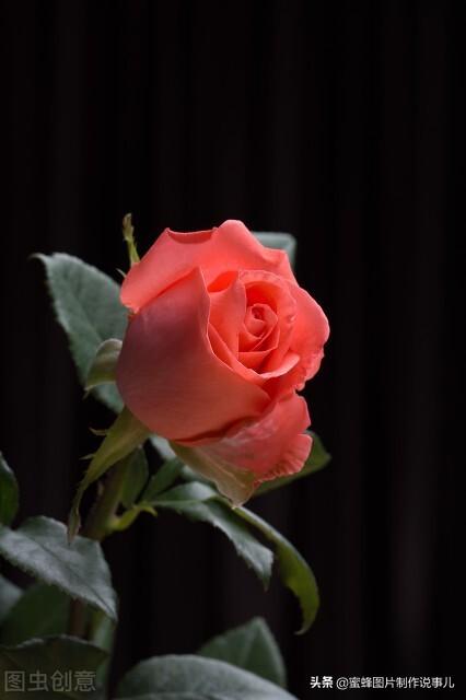 红玫瑰花图片