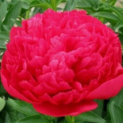 分享图片，与鲜花相伴，过美好人生