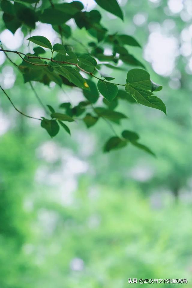 你好，珞珈山的夏天……