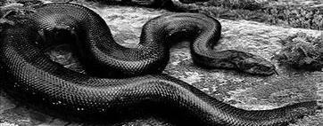 四川发现一条罕见巨蟒，四川出现的五十米大蛇你见过吗