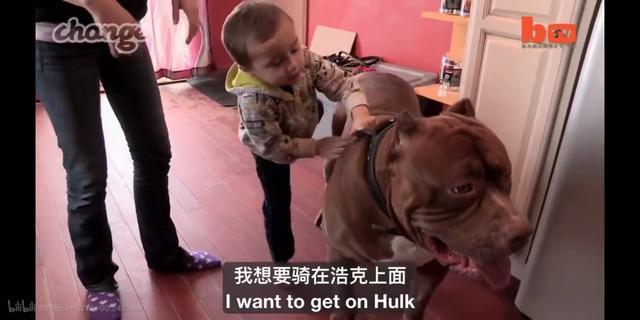 恶霸犬发型 恶霸犬成长全过程图片 综合资讯 议事说事儿