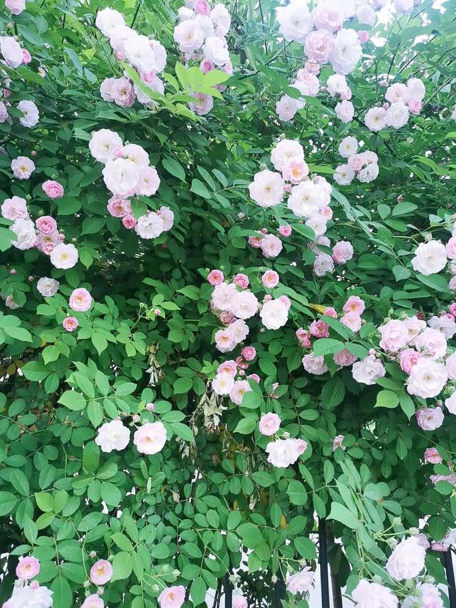 花影缤纷 一路相逢