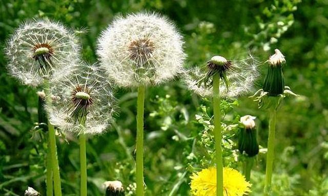 中药又立功？蒲公英或可杀死98%癌细胞、消结节？看完您就清楚了