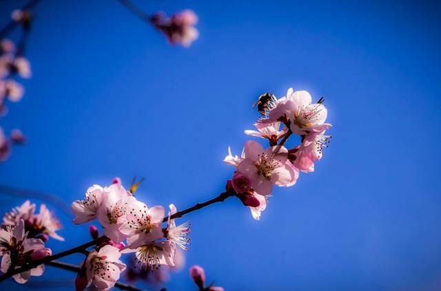 争芳斗艳的意思