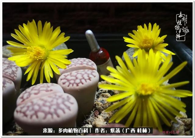 郑州新型泥土洗砂机