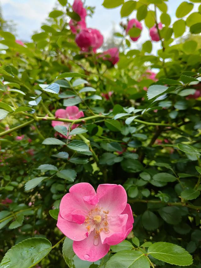 散文：花开花落不间断，春去夏来五月天
