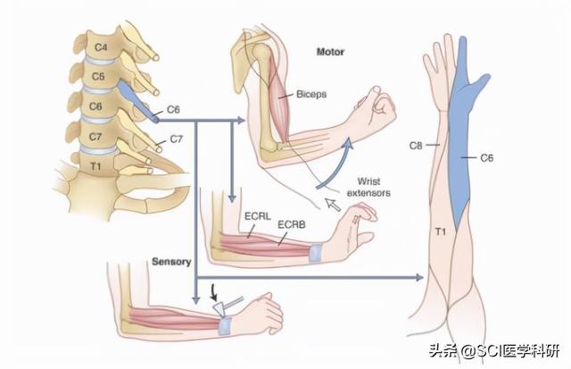 医生检查时弹中指什么意思