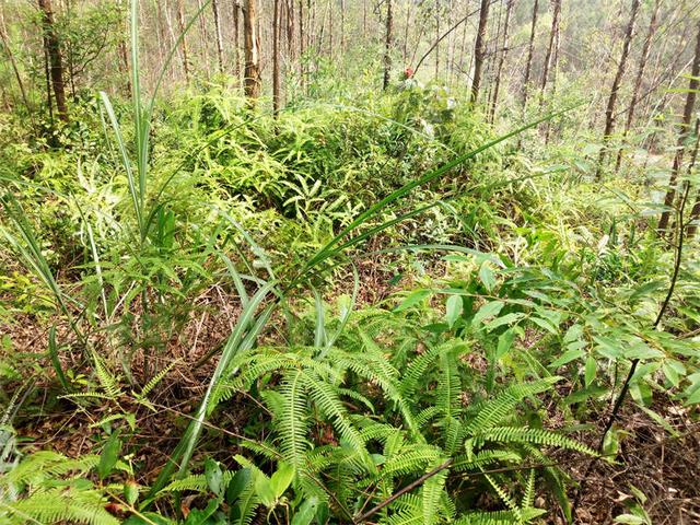 关于桉树林地除草，把该知道的学习给列出来啦2