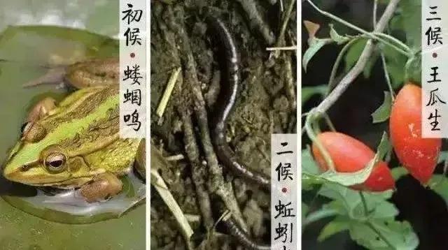 立夏吃什么？