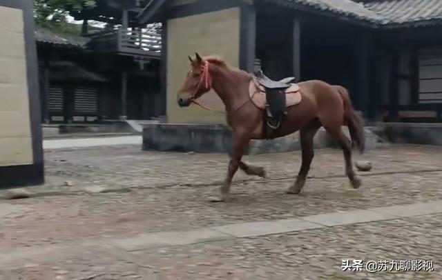 官媒点评《且试天下》剧组虐马事件，另外两部剧的求生欲堪称典范