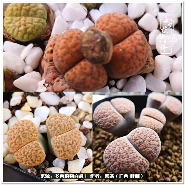 郑州新型泥土洗砂机