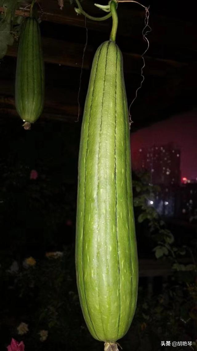古诗词里的丝瓜，既秀色可餐，又多才多艺