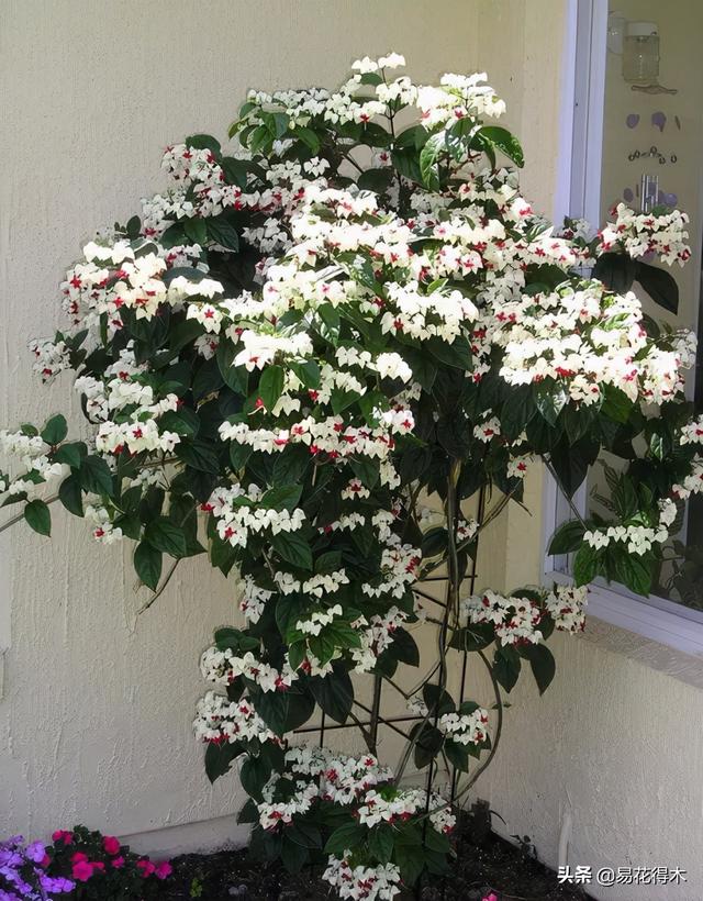 花卉龙吐珠 花卉龙吐珠(花卉龙头企业) 创业知识库