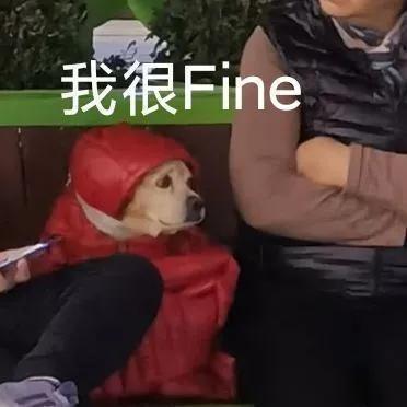 可爱的萌狗表情包（可爱狗狗表情包合集）(9)