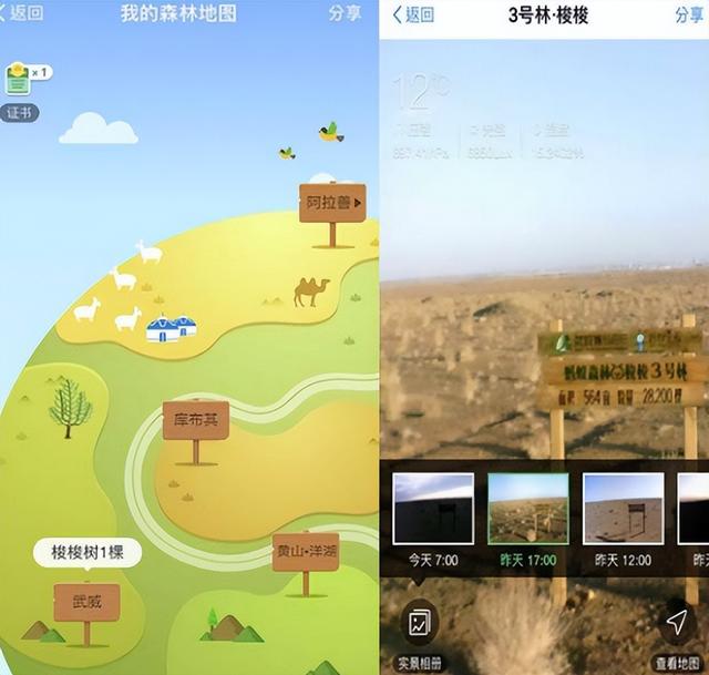 蚂蚁森林五年了，马云许诺每年种一亿棵树，这些树怎样了？