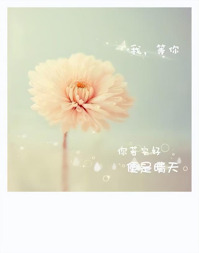 早安问候语 蝴蝶，没有破茧的勇气，哪来飞舞的美丽