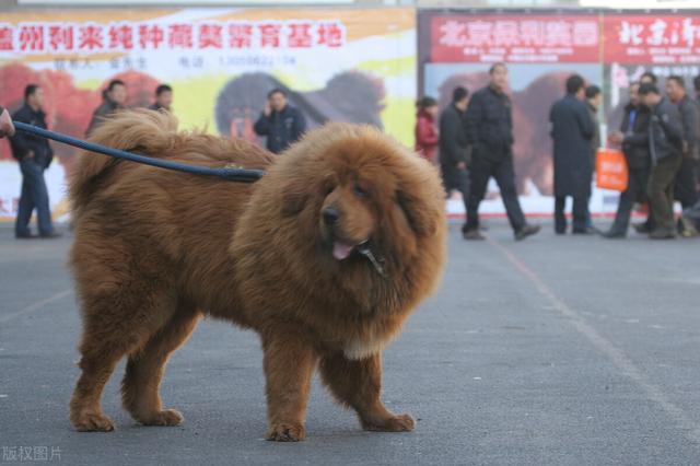 比特犬藏獒