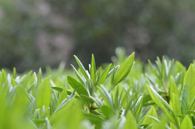 春分，我的春天，分你一半