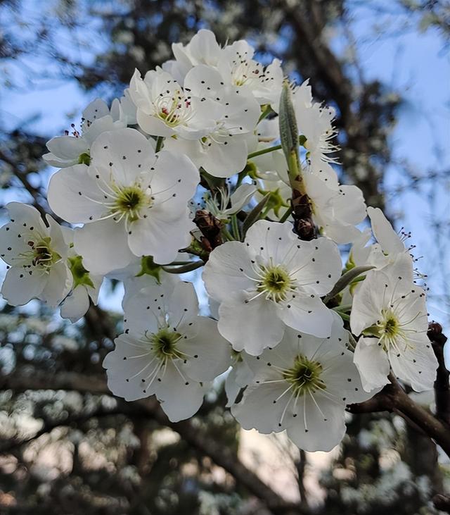 春天的花