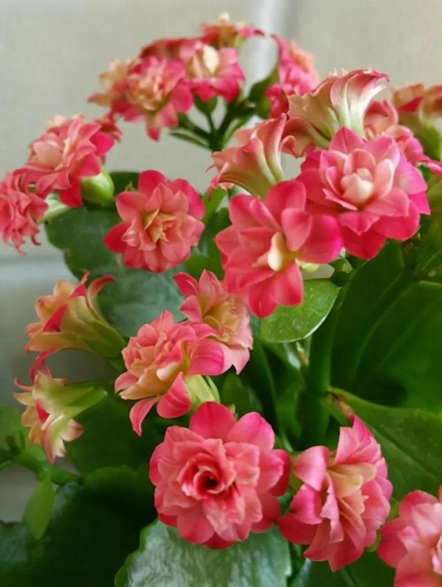 8款高颜值长寿花(三种人不能养长寿花)