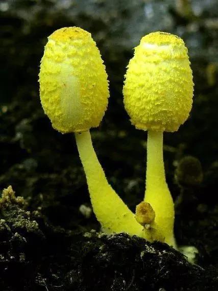 世界上最奇怪的几种蘑菇,21种世界上最奇特的蘑菇